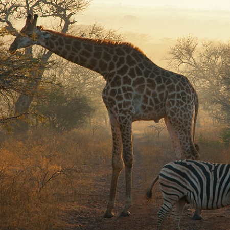 Tanzania safaris Packages